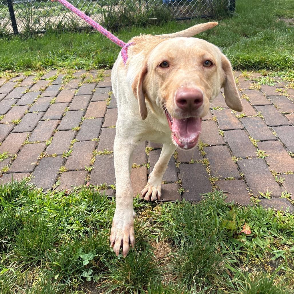 Lamb Chop, Adoptable, Adult Female Yellow Labrador Retriever & Mixed Breed.