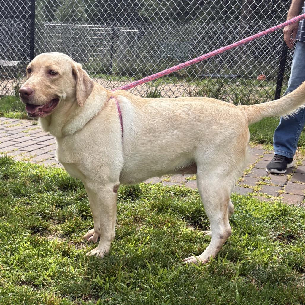 Lamb Chop, a Adoptable mixed breed in Calverton, NY image 2/2