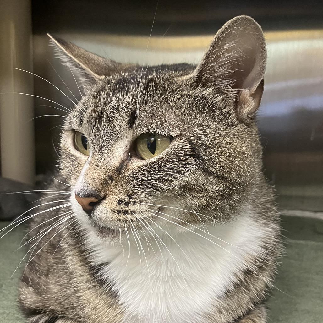 Aggie, Adoptable, Adult Female Domestic Short Hair.