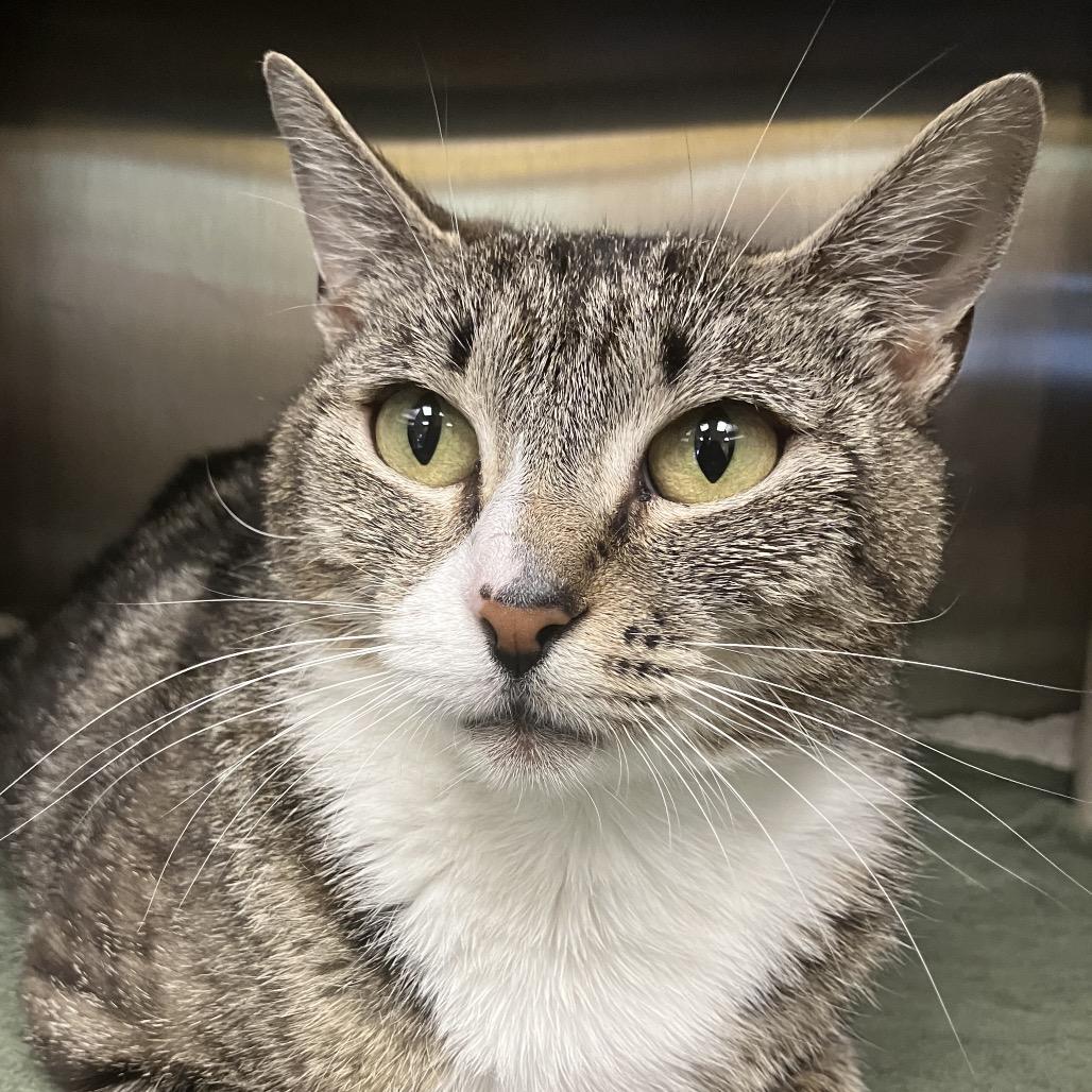Enlarge Aggie, a Adoptable Domestic Short Hair in Keizer, OR image 2/2