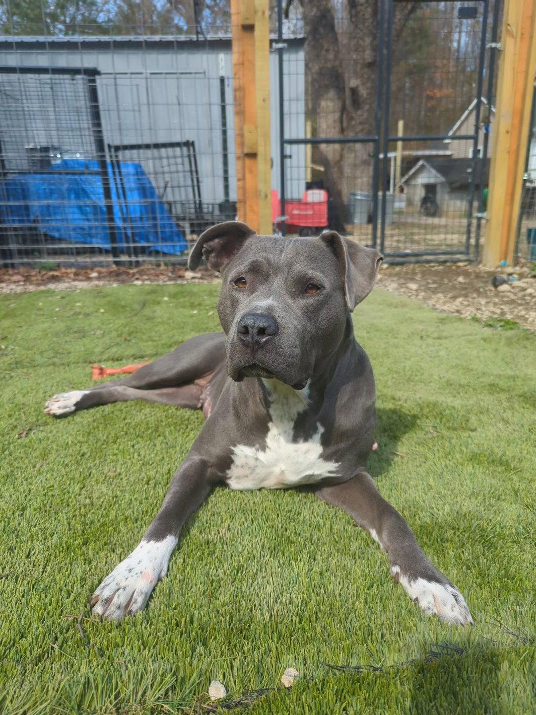 Minka, Adoptable, Adult Female Pit Bull Terrier & American Staffordshire Terrier.