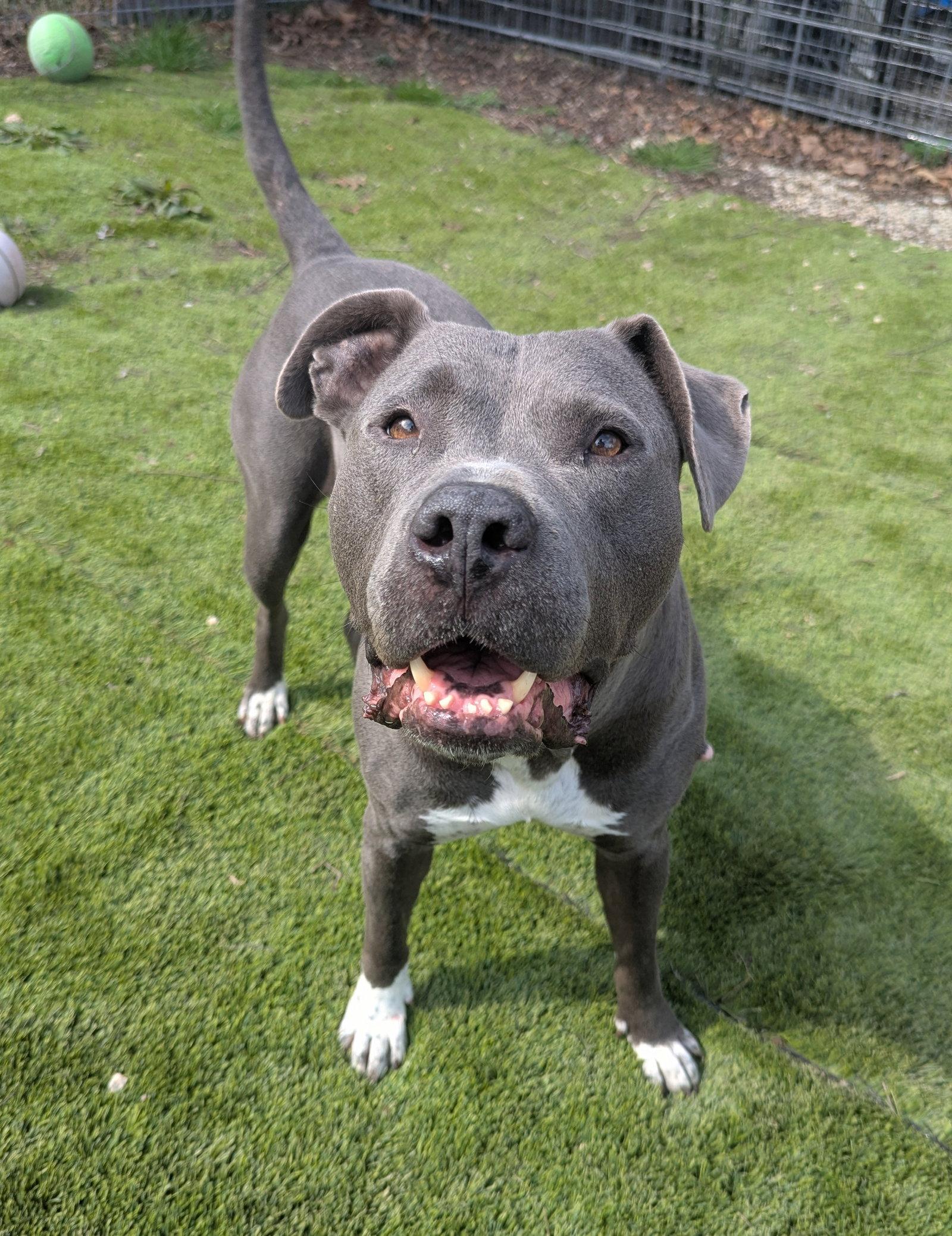 Enlarge Minka, a Adoptable mixed breed in Calhoun, GA image 1/2