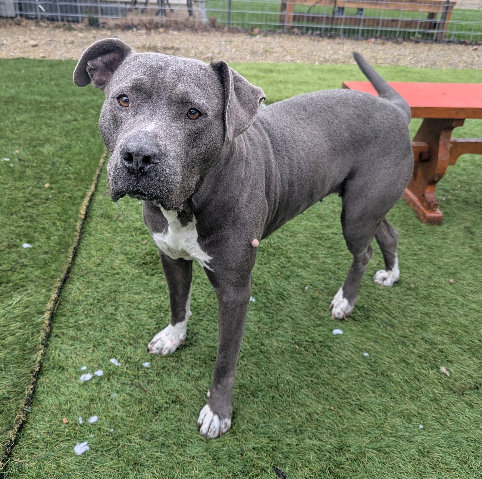 Enlarge Minka, a Adoptable mixed breed in Calhoun, GA image 2/2