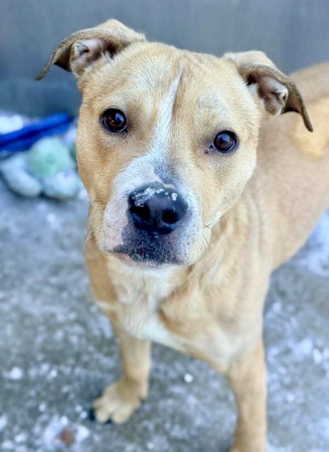 Nummy, a ADOPTABLE Pit Bull Terrier in Chicago, IL image 1/5