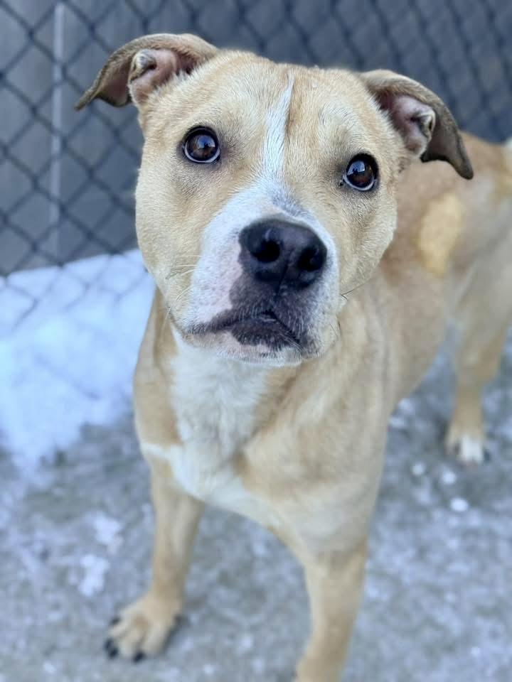 Nummy, a ADOPTABLE Pit Bull Terrier in Chicago, IL image 2/5