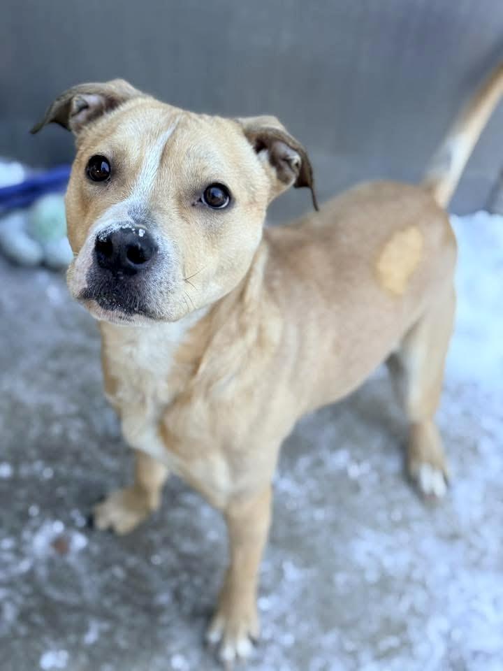 Nummy, a ADOPTABLE Pit Bull Terrier in Chicago, IL image 3/5