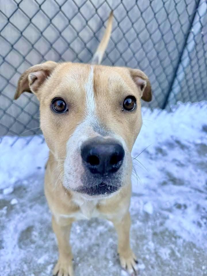 Nummy, a ADOPTABLE Pit Bull Terrier in Chicago, IL image 4/5