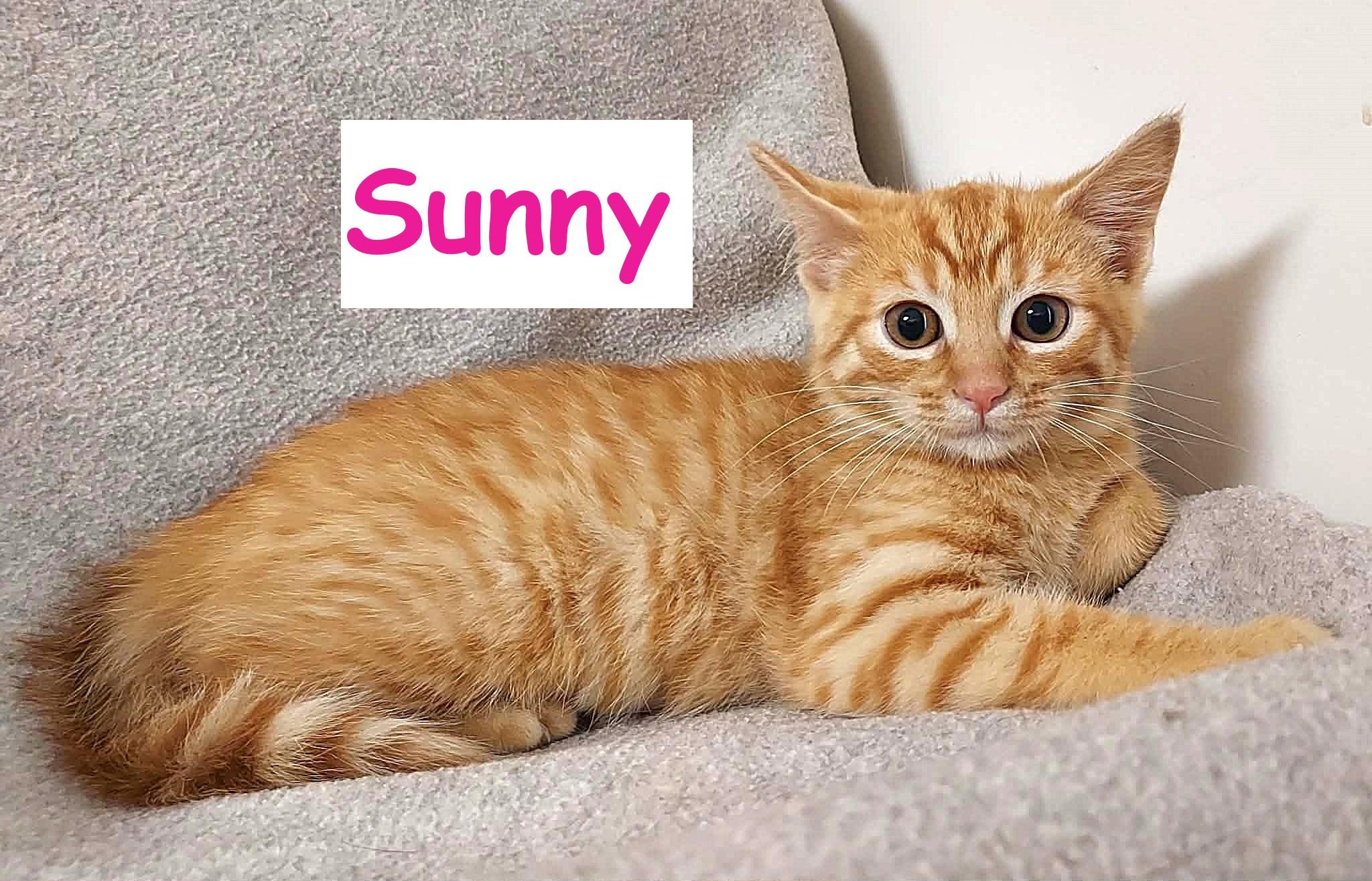 Sunny, Adoptable, Kitten Female Domestic Short Hair.