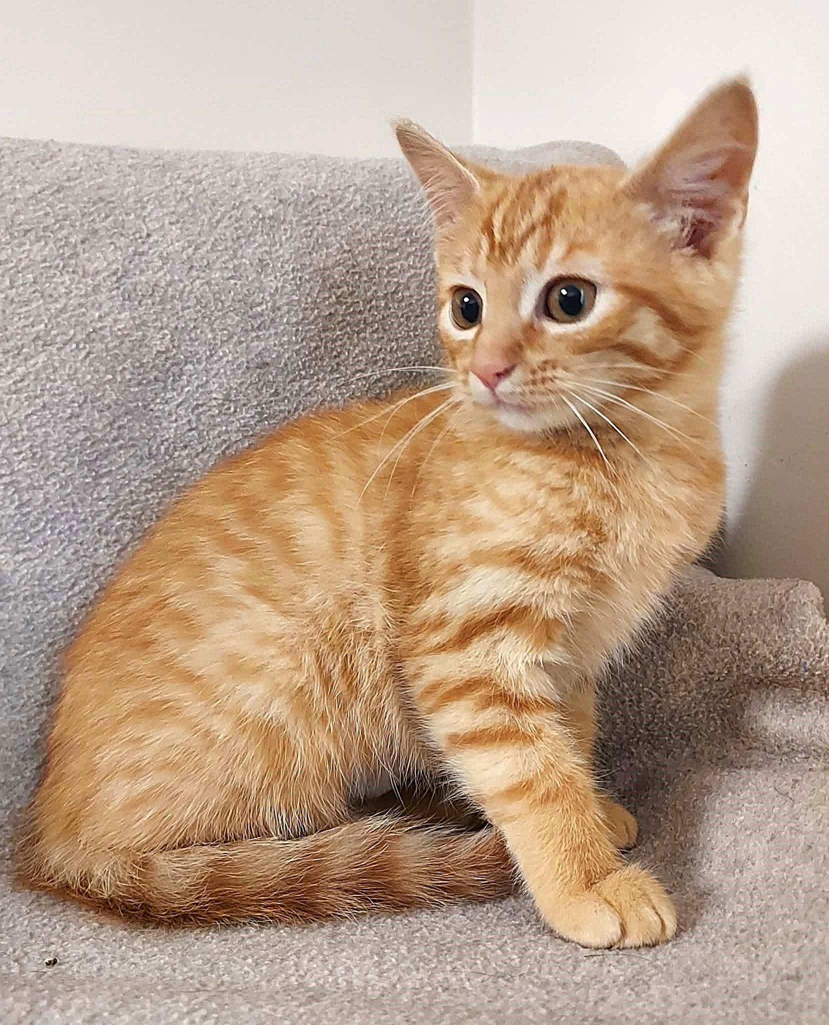 Enlarge Sunny, a Adoptable Domestic Short Hair in Falls Creek, PA image 3/3