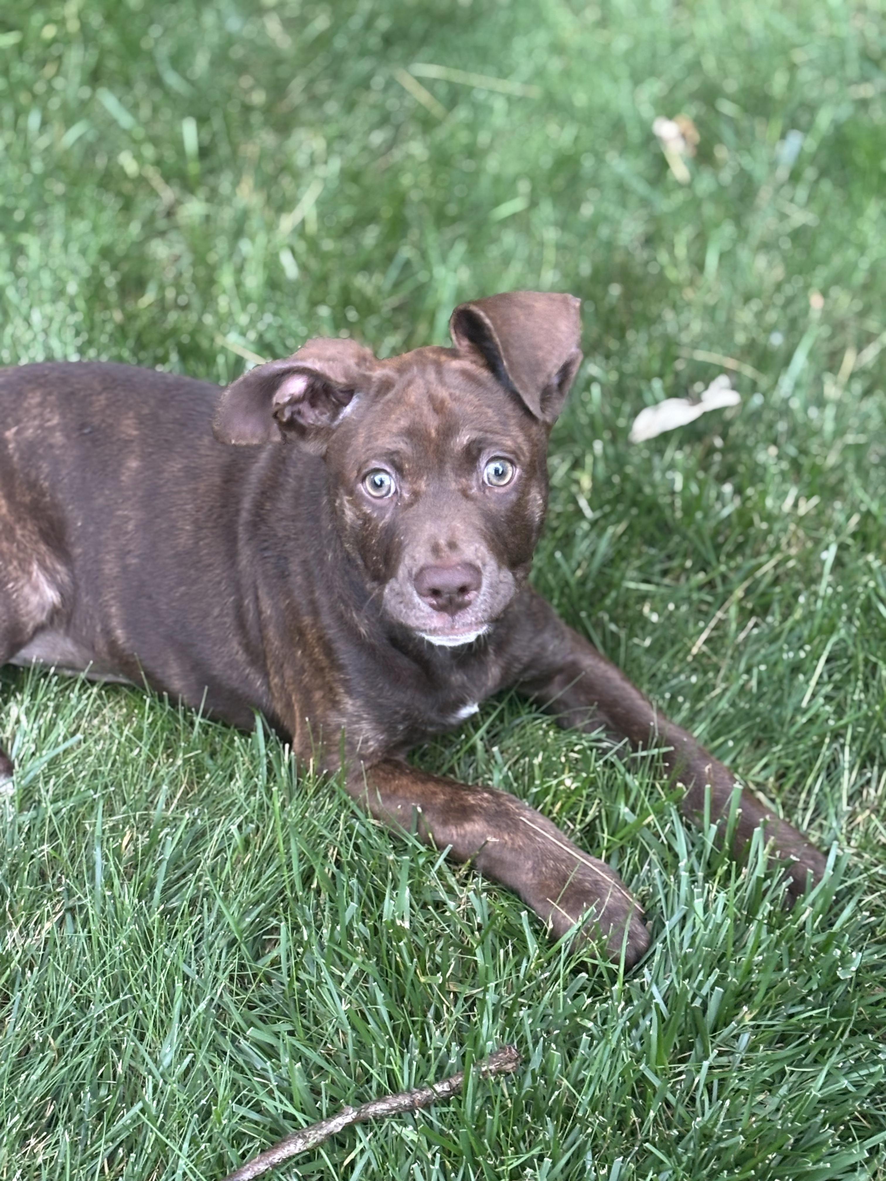 Enlarge Kacey, a Adoptable mixed breed in Troy, MI image 1/6
