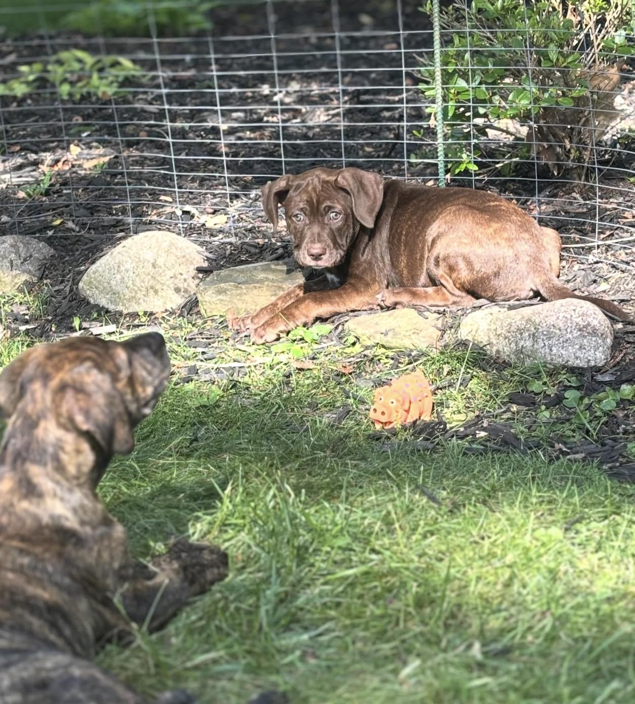 Enlarge Kacey, a Adoptable mixed breed in Troy, MI image 2/6
