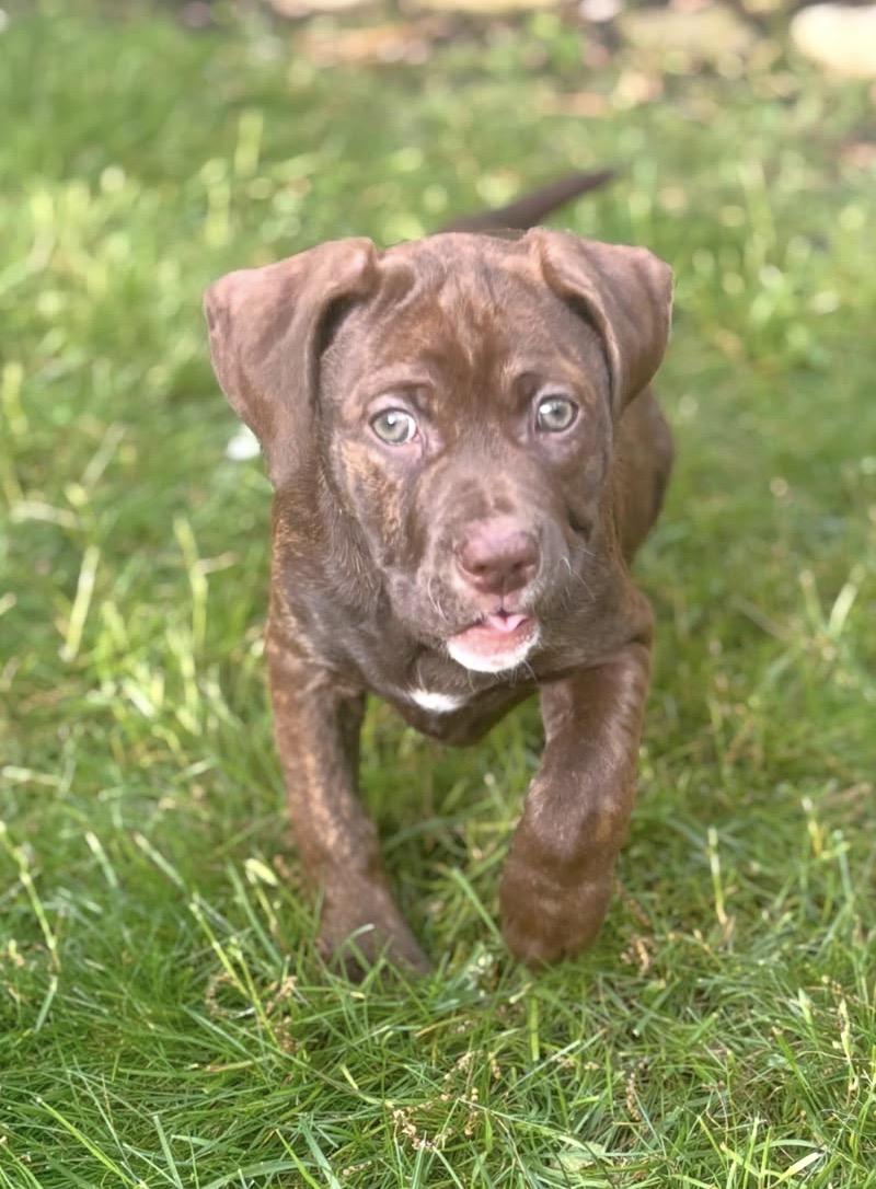 Enlarge Kacey, a Adoptable mixed breed in Troy, MI image 3/6