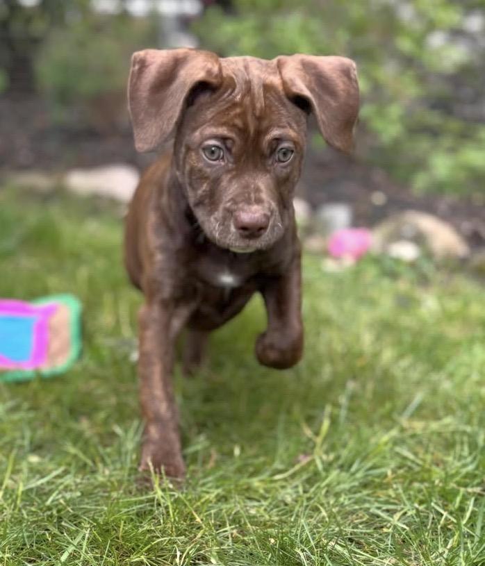 Enlarge Kacey, a Adoptable mixed breed in Troy, MI image 5/6