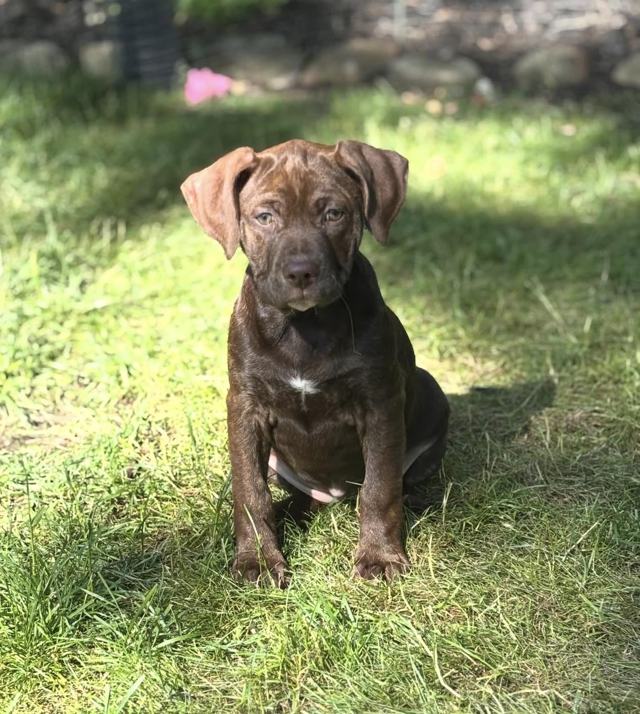 Enlarge Kacey, a Adoptable mixed breed in Troy, MI image 6/6