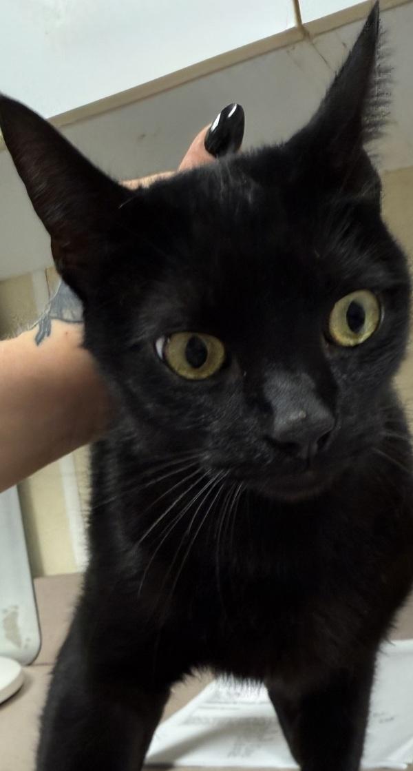 Enlarge Ghost Silas, a Adoptable mixed breed in Salisbury, MD image 1/2