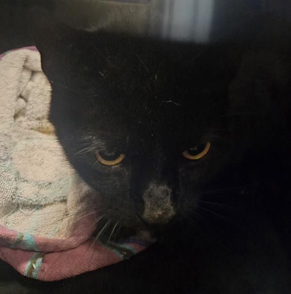 Enlarge Ghost Silas, a Adoptable mixed breed in Salisbury, MD image 2/2