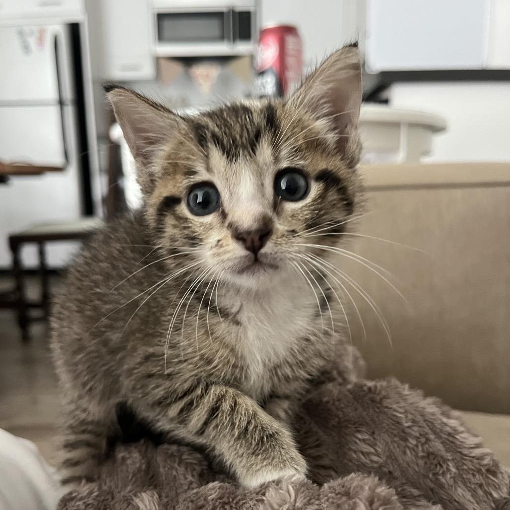 Enlarge Stevie, a Adoptable Domestic Short Hair in Escondido, CA image 1/6