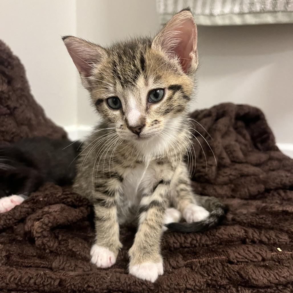 Enlarge Stevie, a Adoptable Domestic Short Hair in Escondido, CA image 3/6