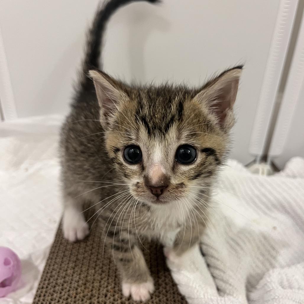 Enlarge Stevie, a Adoptable Domestic Short Hair in Escondido, CA image 4/6