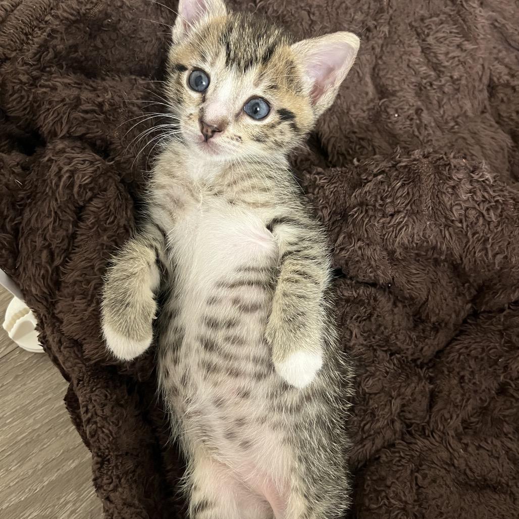 Enlarge Stevie, a Adoptable Domestic Short Hair in Escondido, CA image 5/6