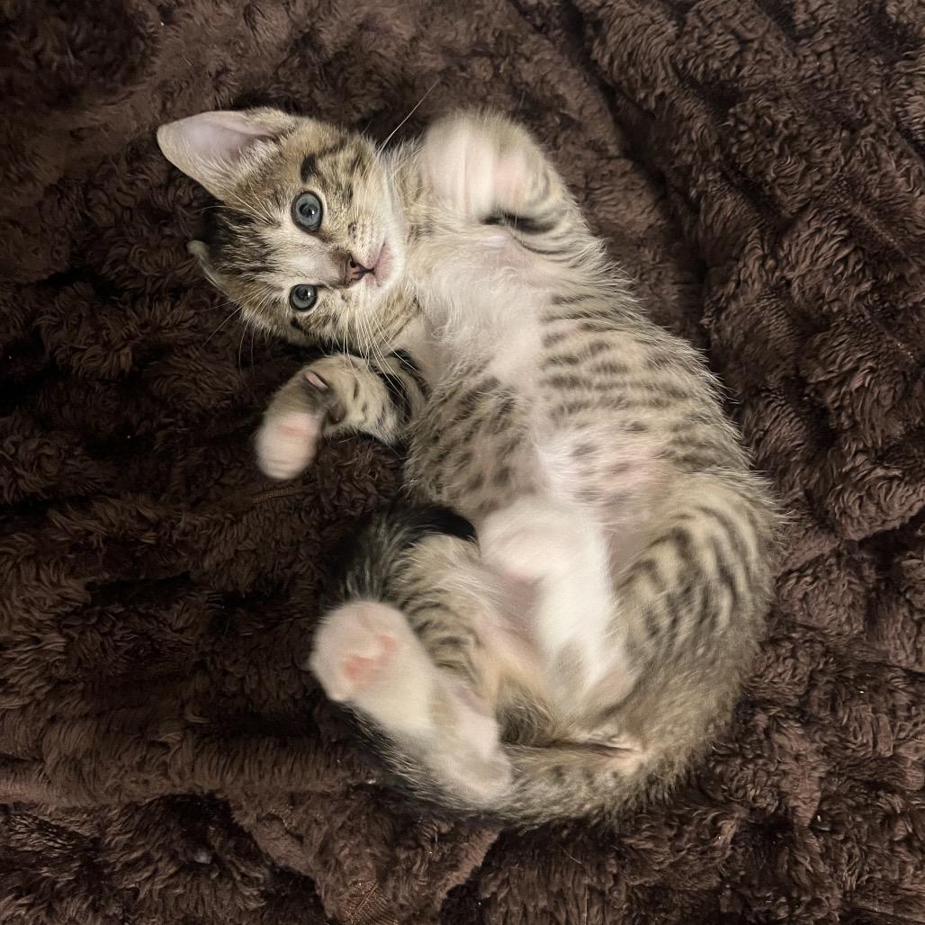 Enlarge Stevie, a Adoptable Domestic Short Hair in Escondido, CA image 6/6