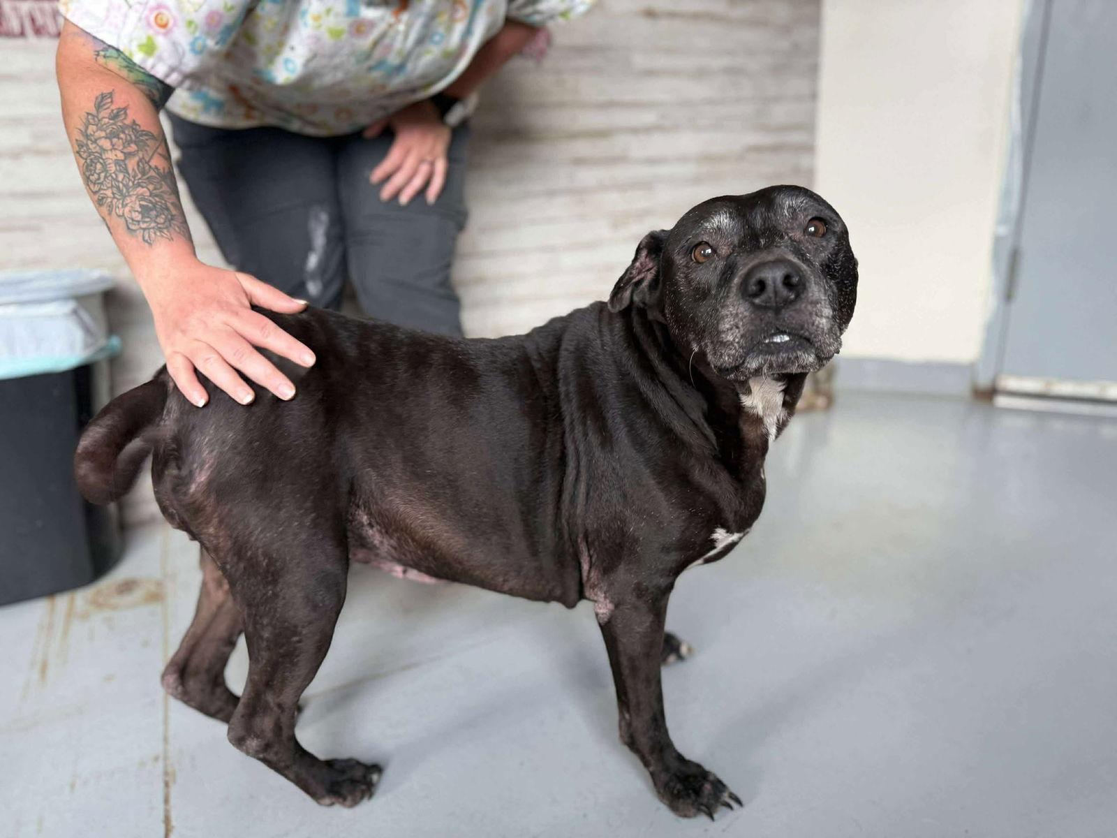 Mae, a Adopted Labrador Retriever in Stratham, NH image 1/3