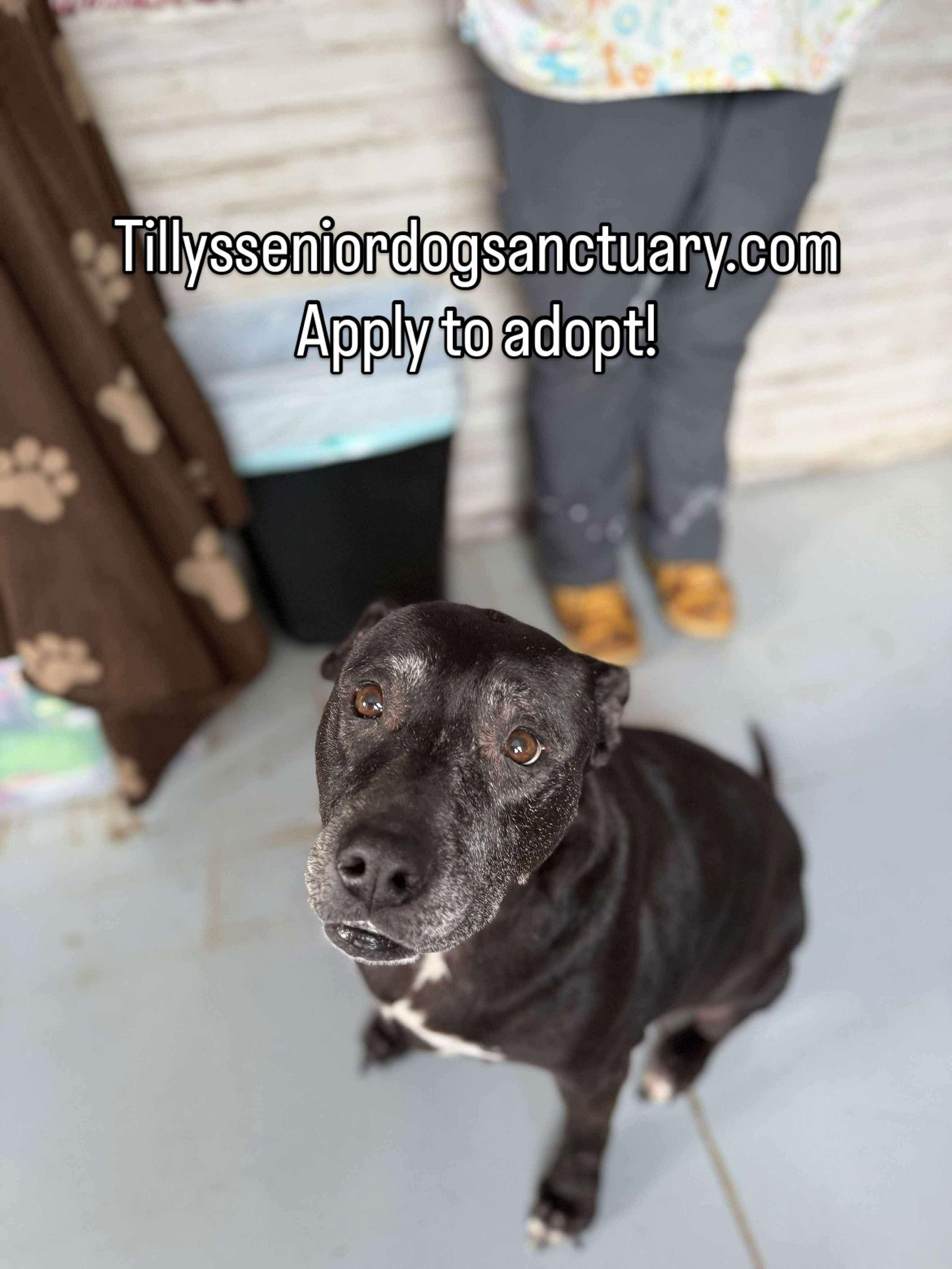 Mae, a Adopted Labrador Retriever in Stratham, NH image 2/3