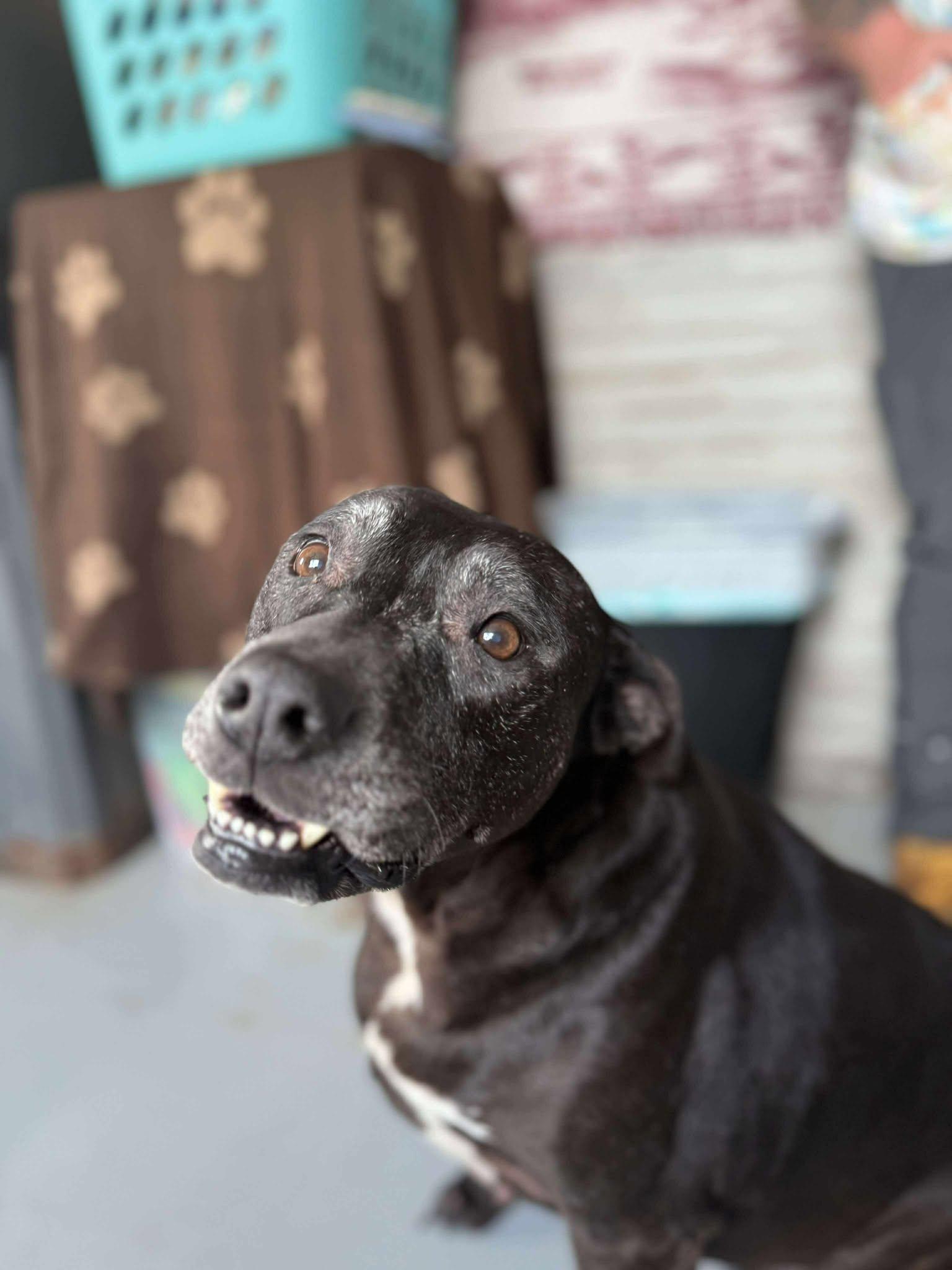 Mae, a Adopted Labrador Retriever in Stratham, NH image 3/3