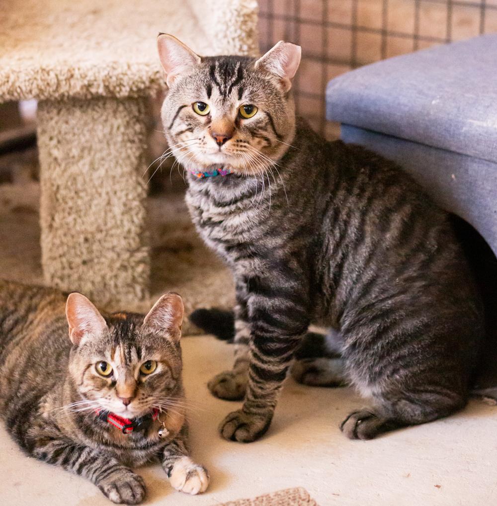 Friday (with Socrates), a Adoptable Domestic Short Hair in Marana, AZ image 3/3
