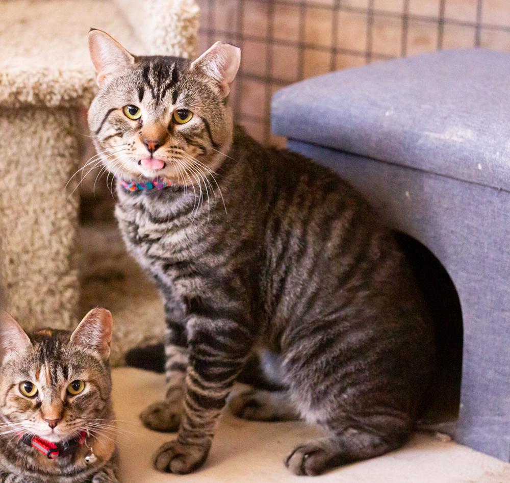 Friday (with Socrates), a Adoptable Domestic Short Hair in Marana, AZ image 2/3