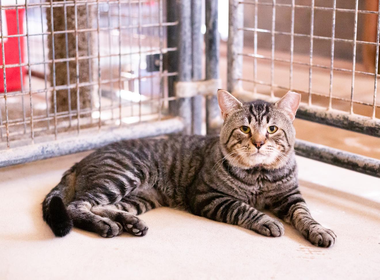 Friday (with Socrates), a Adoptable Domestic Short Hair in Marana, AZ image 1/3