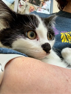 Misha — thumbnail 3