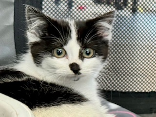 Misha — thumbnail 4