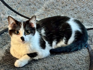 Misha, a Adoptable Domestic Short Hair in Cincinnati, OH image 3/6