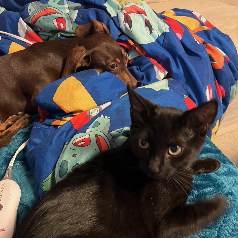 Jett, a Adoptable Domestic Medium Hair in Winston Salem, NC image 3/4