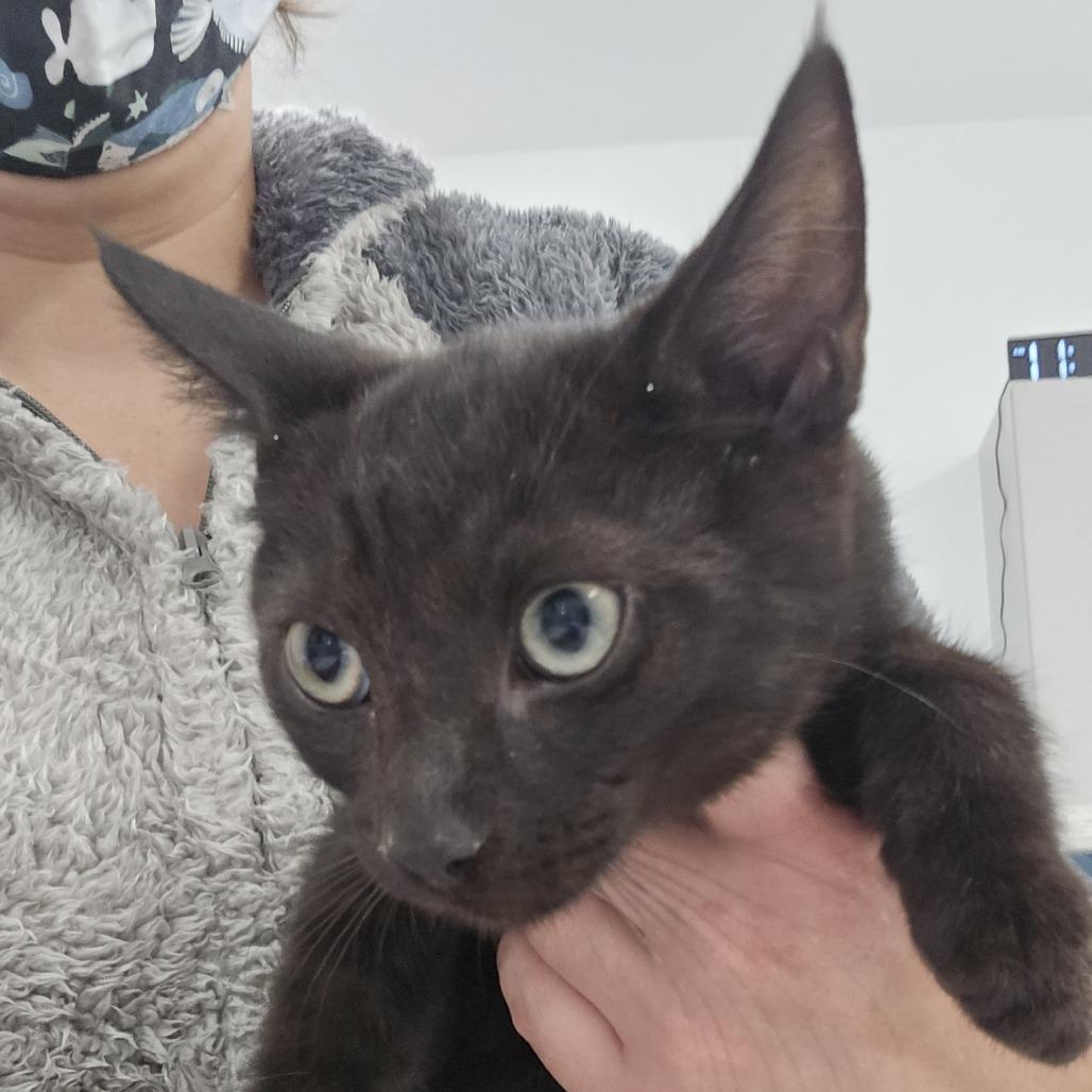 Jett, a Adoptable Domestic Medium Hair in Winston Salem, NC image 2/3