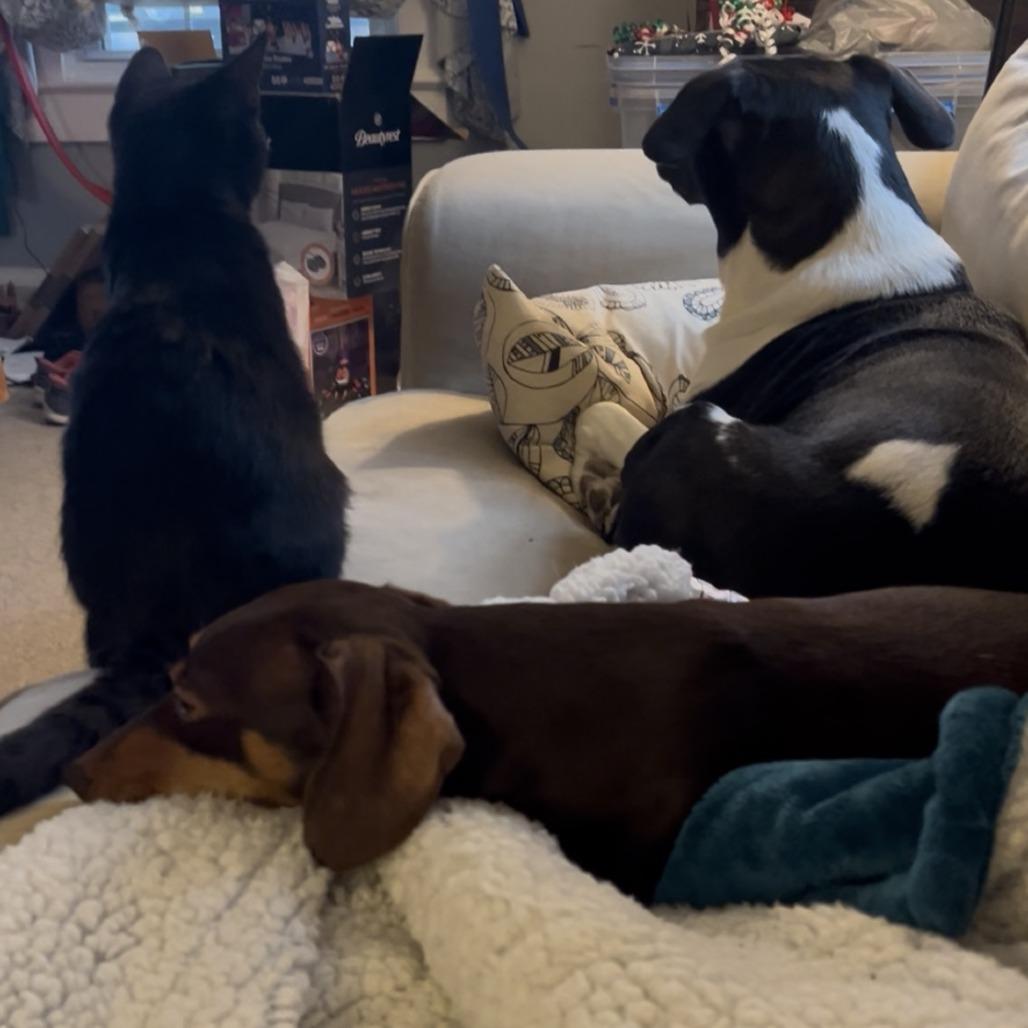 Jett, a Adoptable Domestic Medium Hair in Winston Salem, NC image 4/4