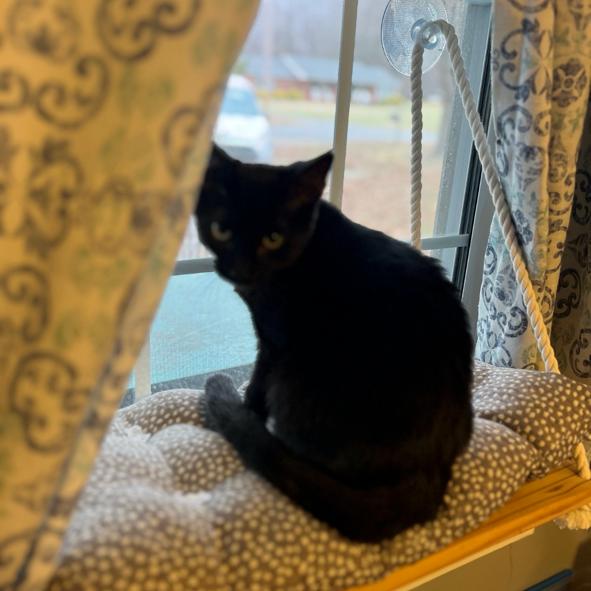 Jett, a Adoptable Domestic Medium Hair in Winston Salem, NC image 3/3