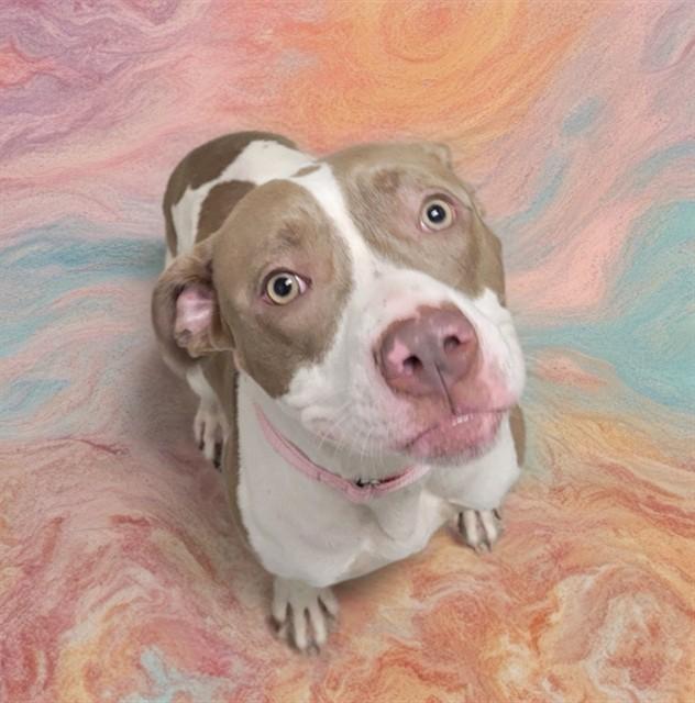 Enlarge AMELIA, a Adoptable Pit Bull Terrier in Sarasota, FL image 1/1