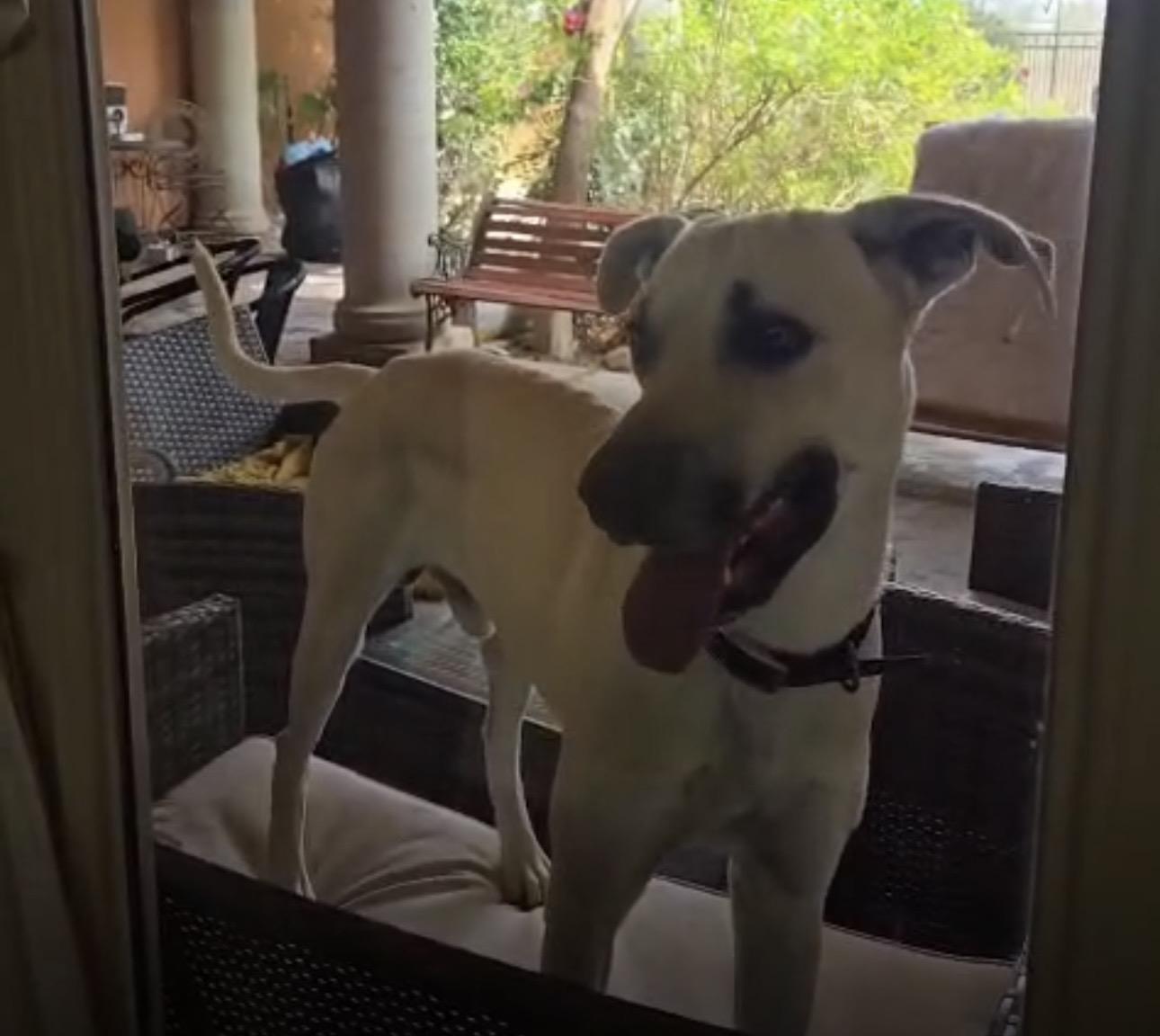 Leo, an adoptable Great Dane in Grove City, PA image 3/6