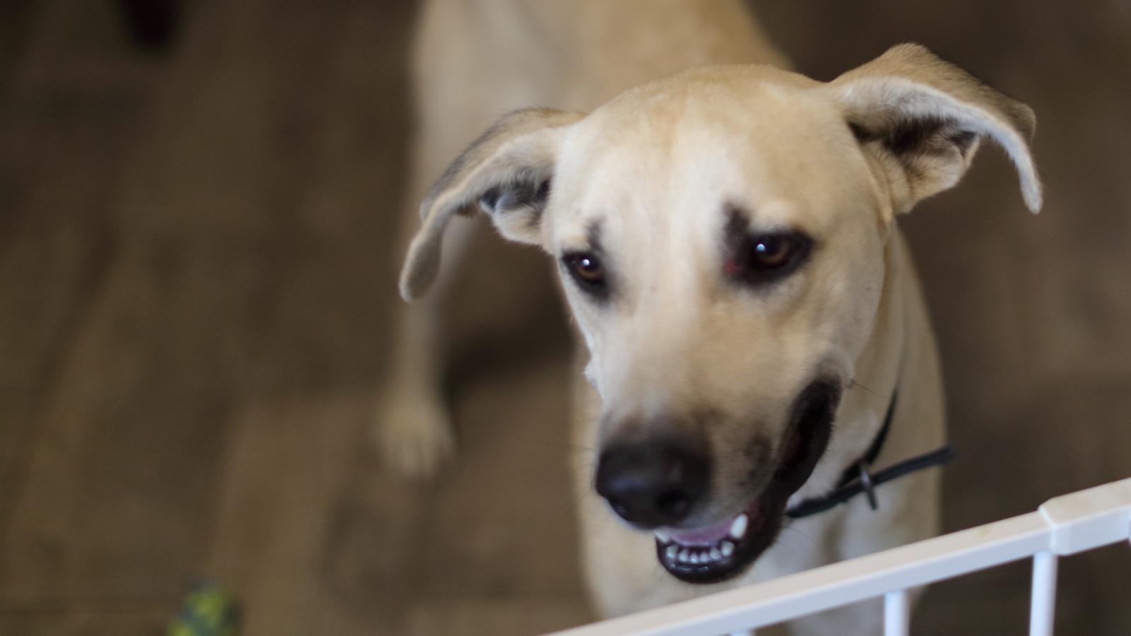 Leo, an adoptable Great Dane in Grove City, PA image 5/6