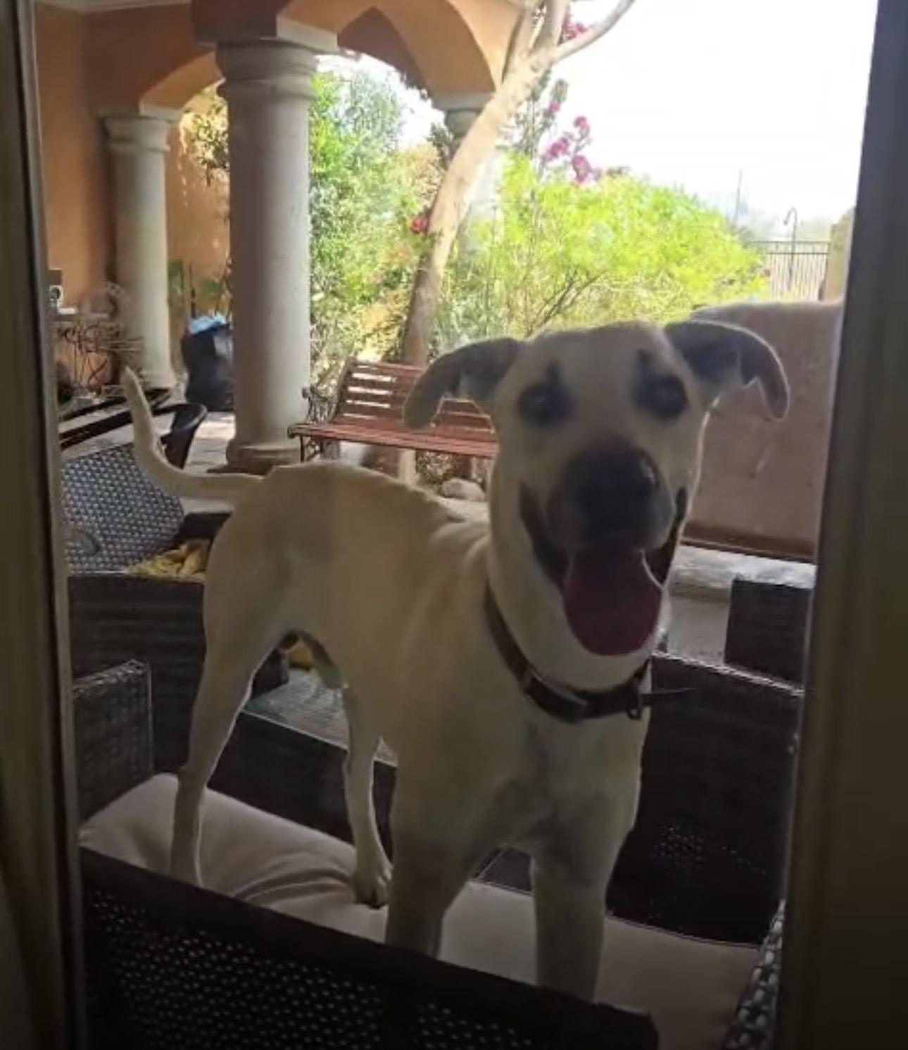 Leo, adoptable, Adult Male Great Dane.