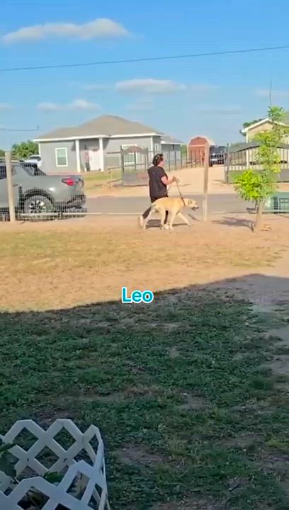 Enlarge Leo, an adoptable Great Dane in Grove City, PA video 6/6