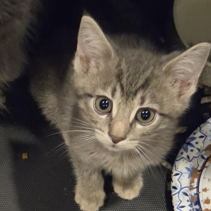 Enlarge Utah, a ADOPTABLE Domestic Short Hair in Green Brook, NJ image 1/1