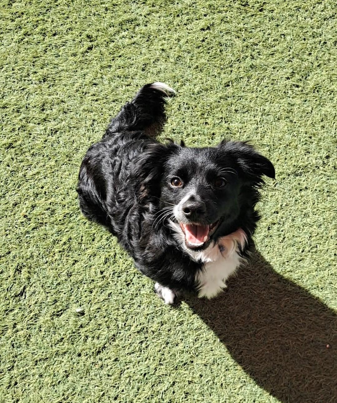 Baker, an adopted mixed breed in Glendale, AZ image 3/4
