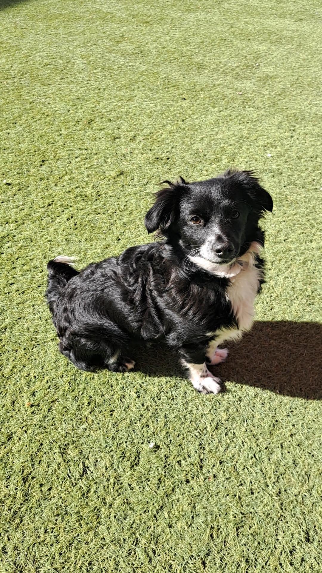 Baker, an adopted mixed breed in Glendale, AZ image 4/4