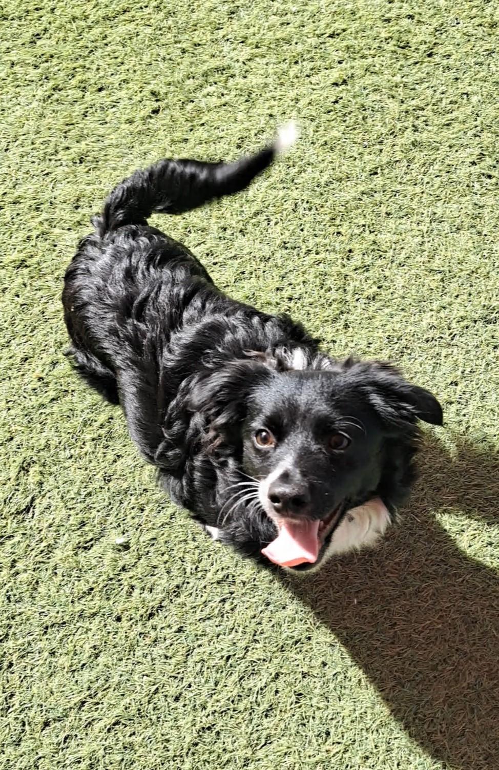 Baker, adopted, Young Male Border Collie & Dachshund.