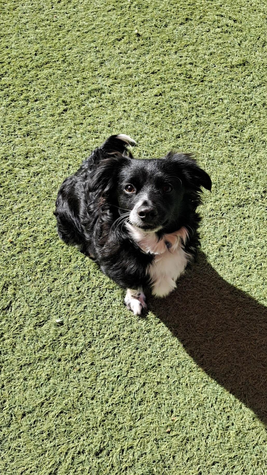 Baker, an adopted mixed breed in Glendale, AZ image 2/4