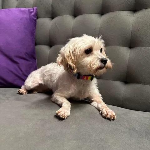 Enlarge Doreen- Foster Home Needed, a Adoptable Bichon Frise in Hartland, WI image 4/6