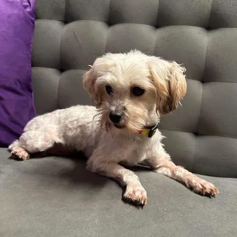 Enlarge Doreen- Foster Home Needed, a Adoptable Bichon Frise in Hartland, WI image 3/6
